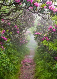 Spring-Craggy-Garden-North-Carolina-photo-via-kris